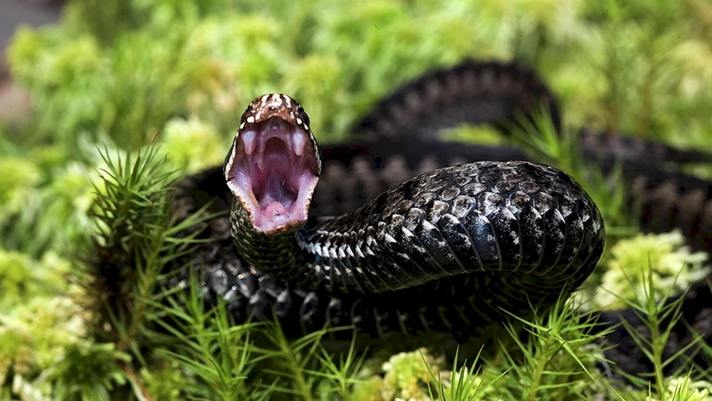 Gemeinsame Kreuzotter Gemeine Moskauer Viper
