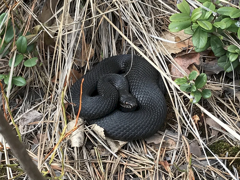 Schwarze Kreuzotter