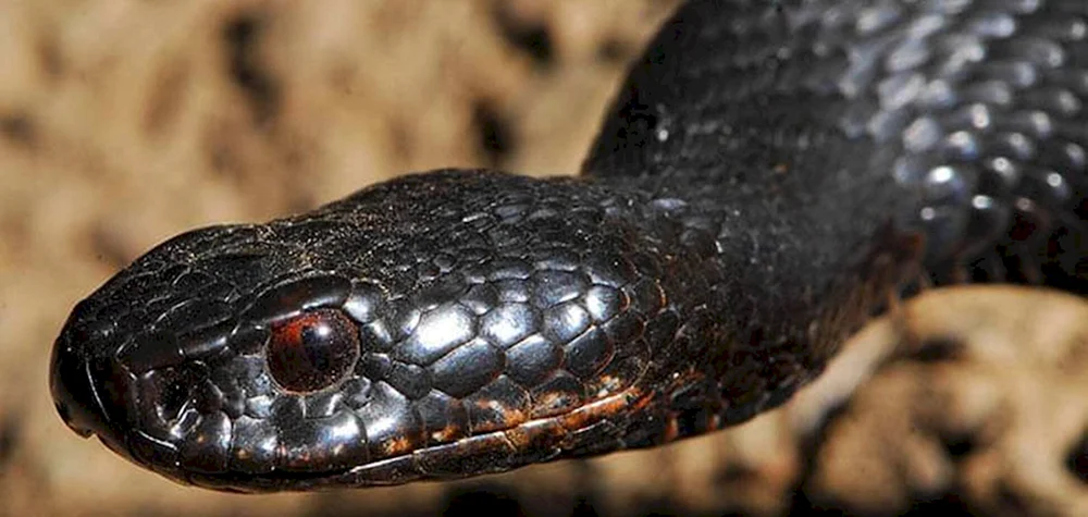 Nikolskis Viper Vipera nikolskii