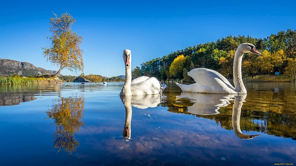 Schwäne Schwanensee