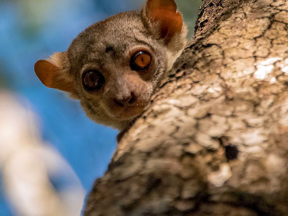 Galago