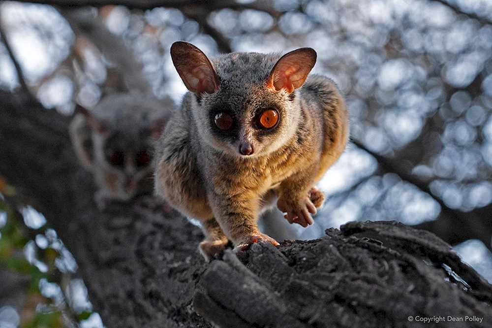Galago Afrikanischer Lemur
