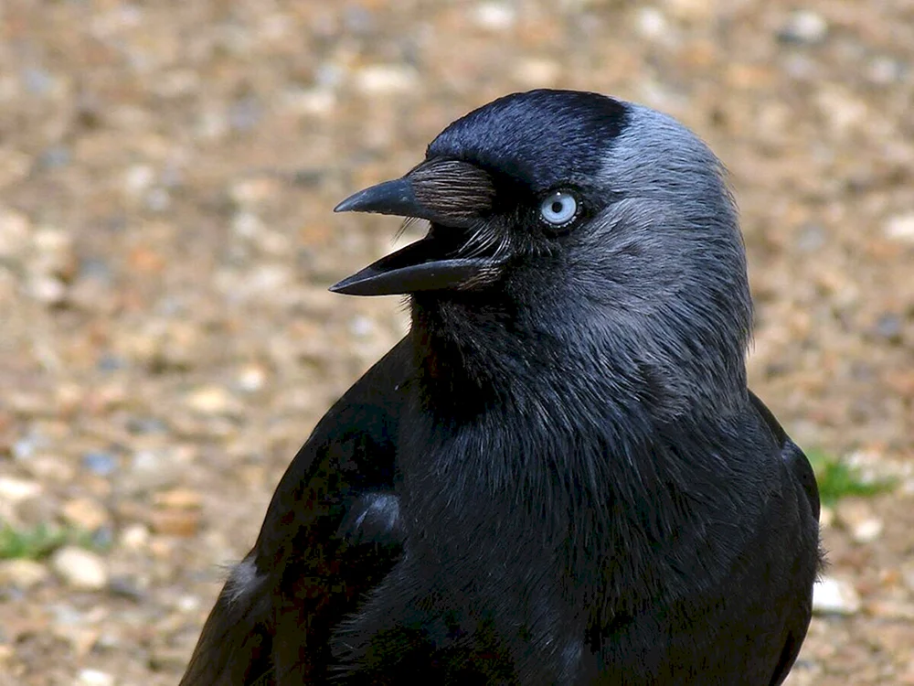 Vogelkiesel Überwinterung