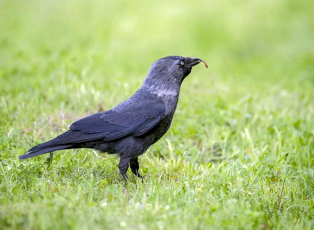 Galka Corvus monedula