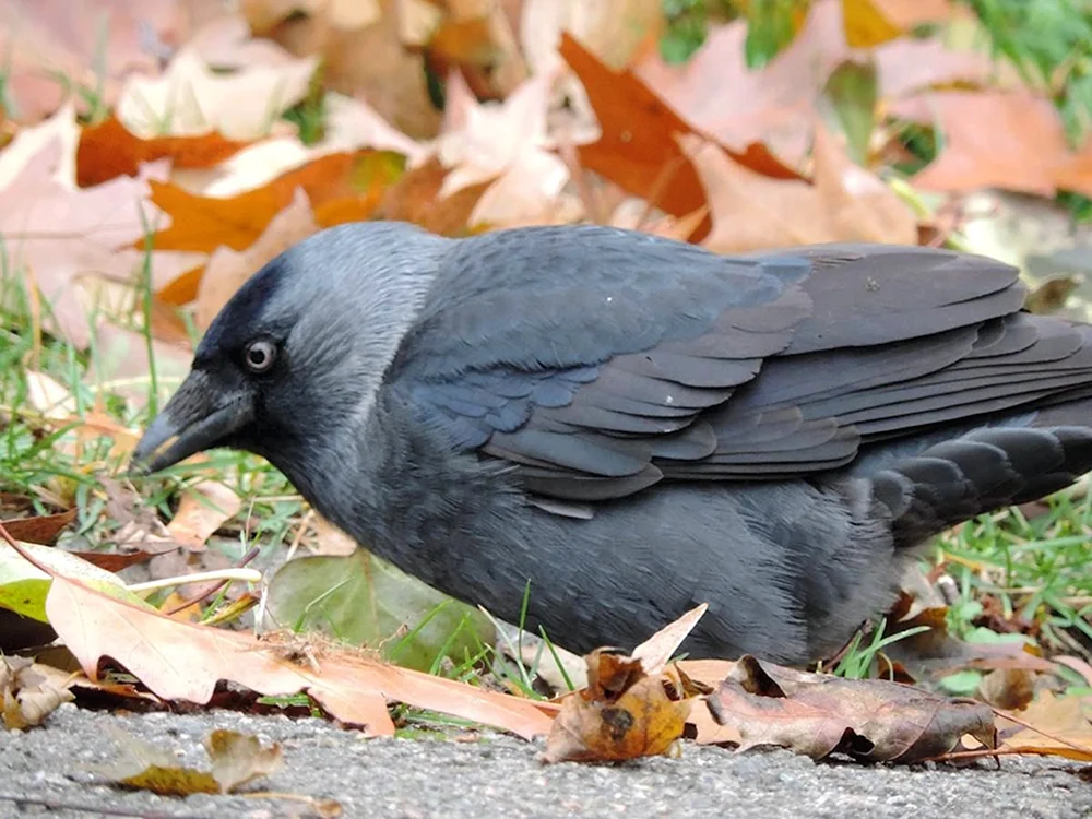 Galka Vogel
