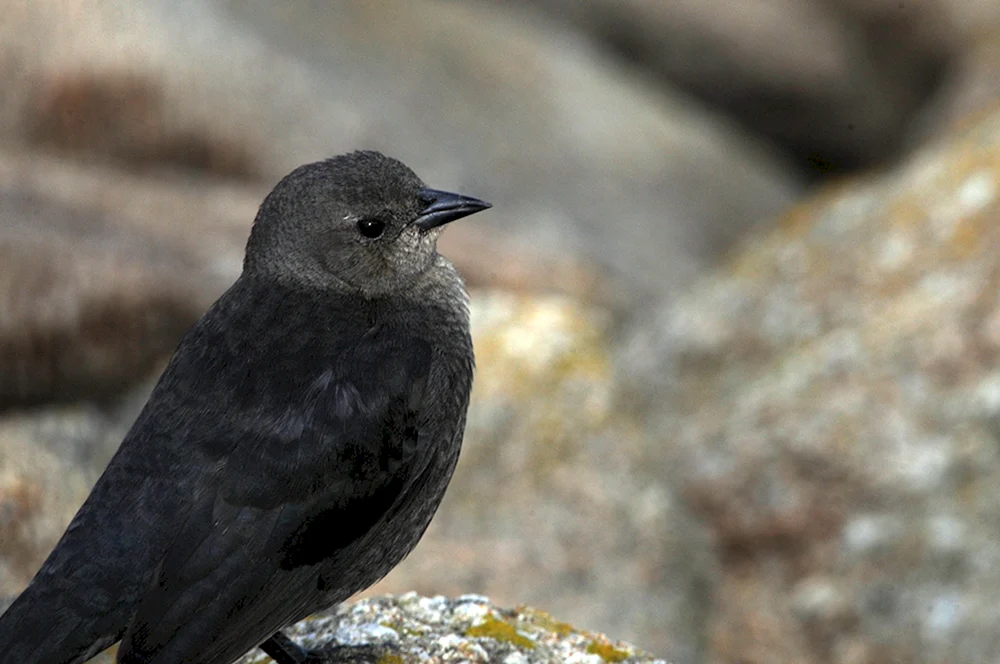 Corvus monedula