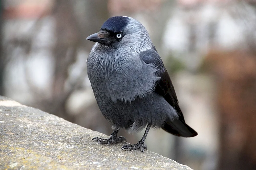 Galka gemein - Corvus monedula