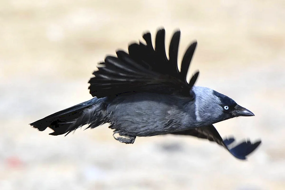 Galka Vogel Corvus monedula