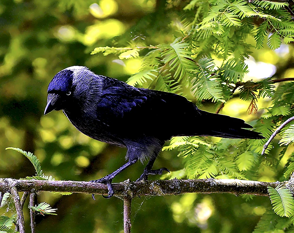 Galka Corvus monedula