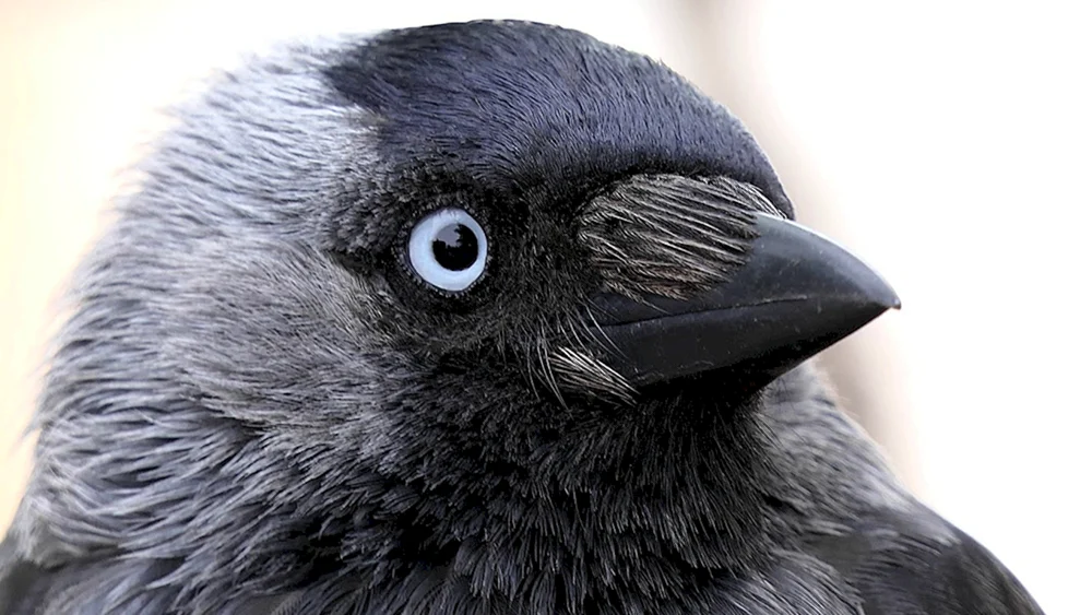 Überwinterungsvögel Corvus monedula