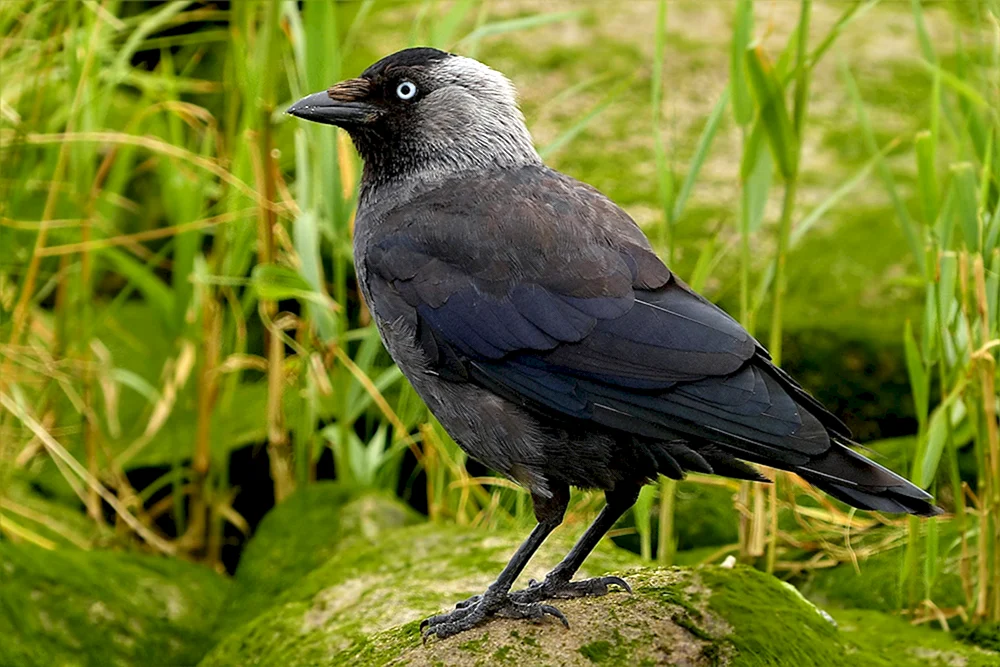 Galka Vogel