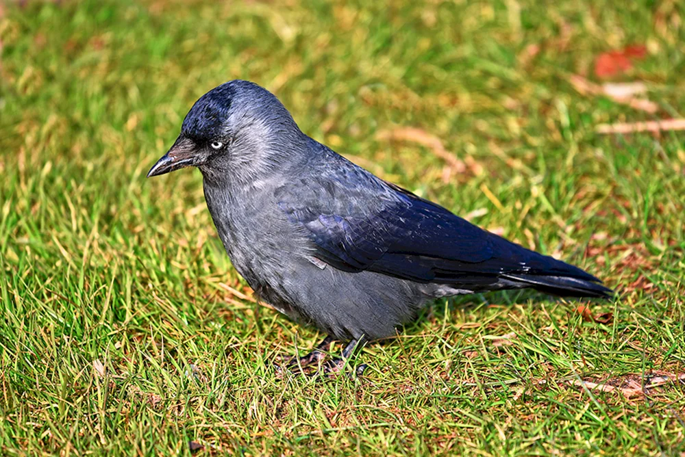 Galka Vogel