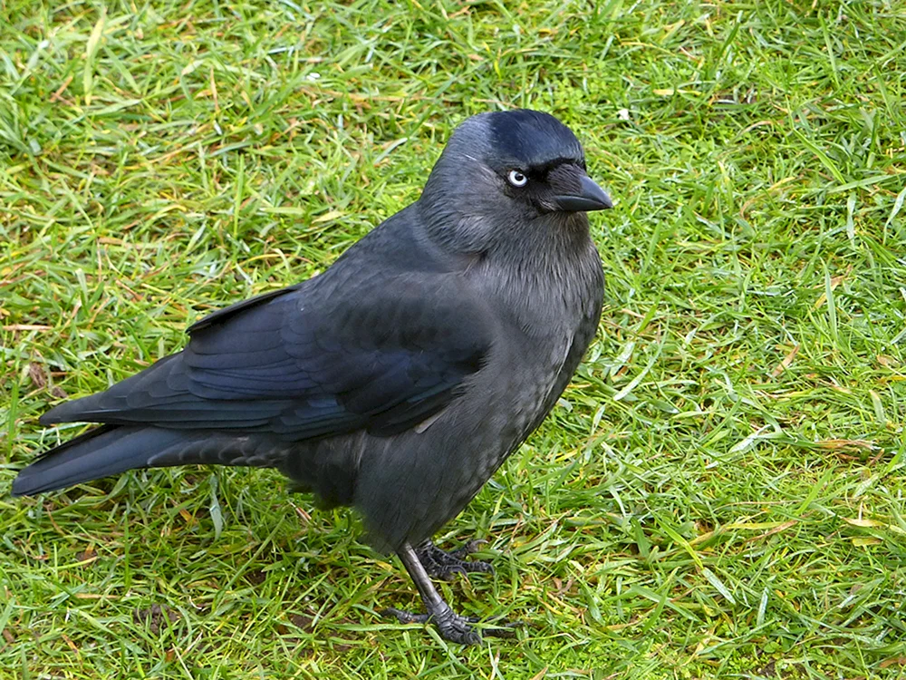 Coloeus monedulaColoeus monedulaColoeus monedulaColoeus monedulaColoeus monedulaColoeus monedulaColoeus monedulaColoeus monedulaColoeus monedulaColoeus monedulaColoeus monedulaColoeus monedula Corvus monedula monedula