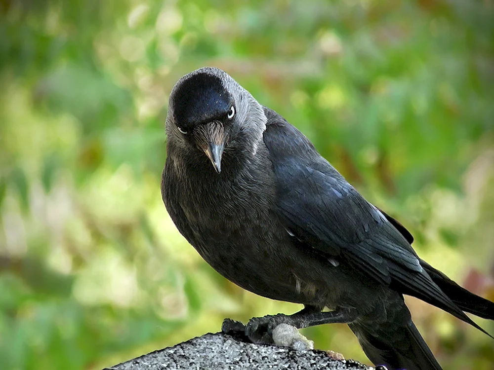 Gehörniger Kiesel - Corvus monedula