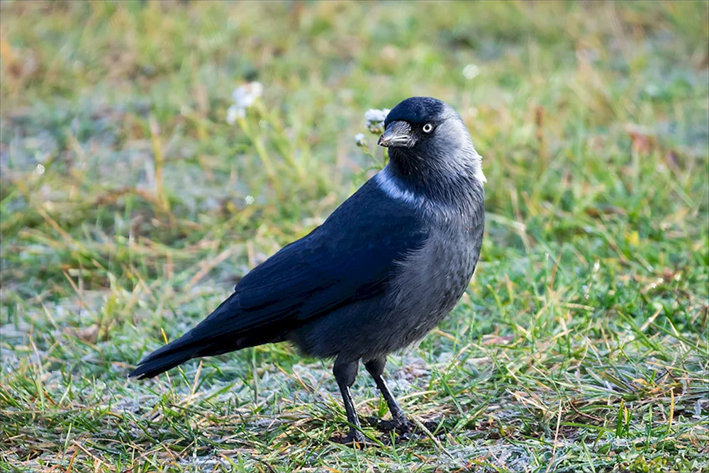 Vogelkiesel