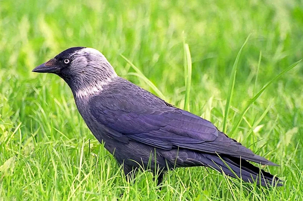 Galka Vogel