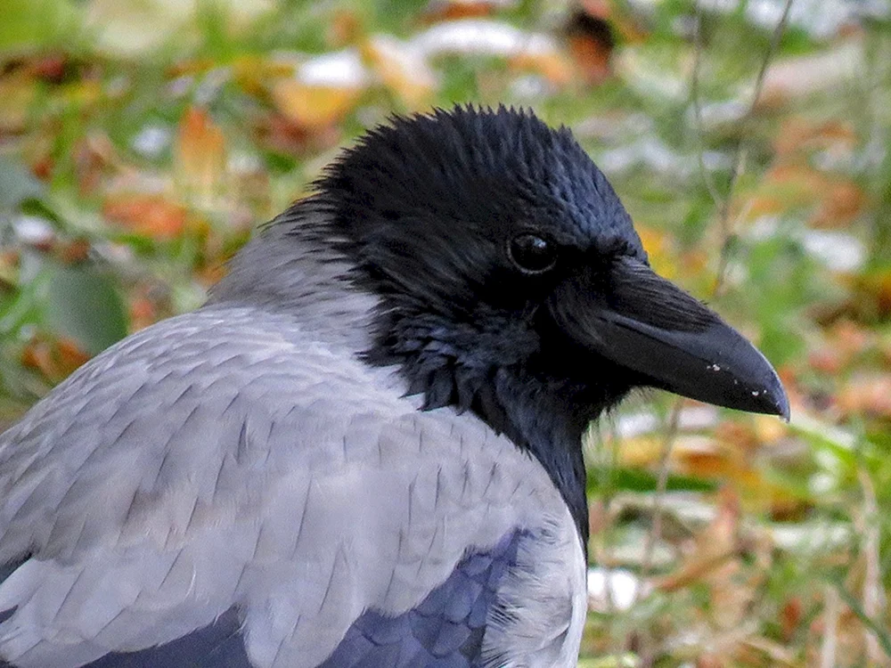 Graue Krähe