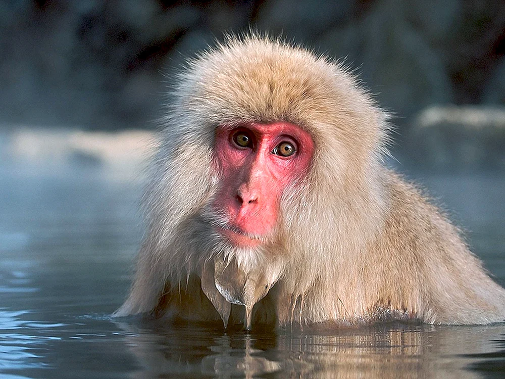 Rhesus-Affe