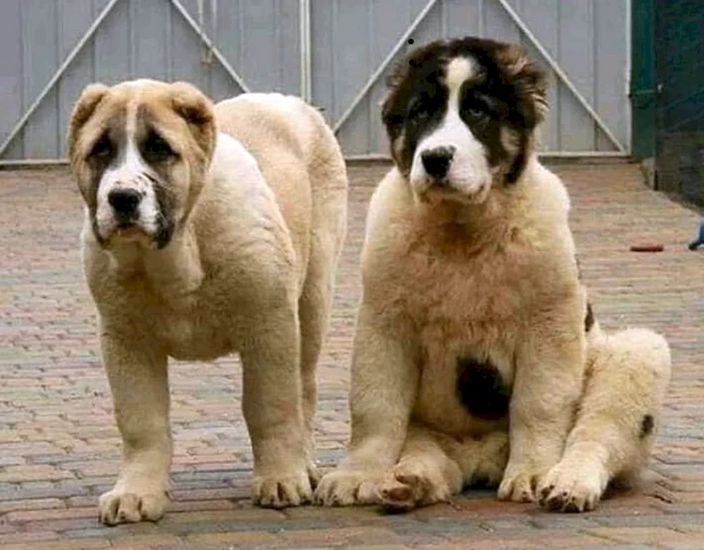 Gampr Armenischer Wolfshund.