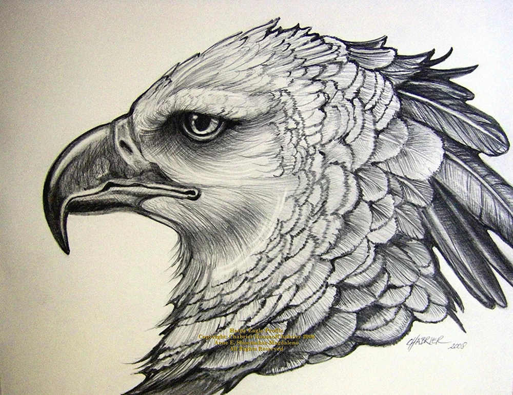 Adler Bleistiftzeichnung