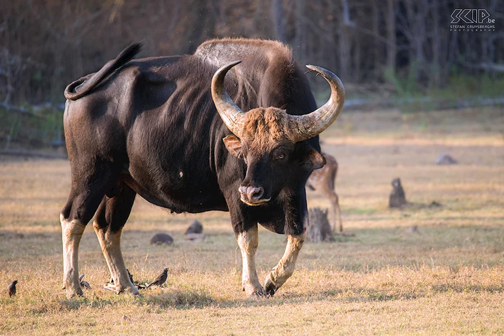 Gaur Polorogie