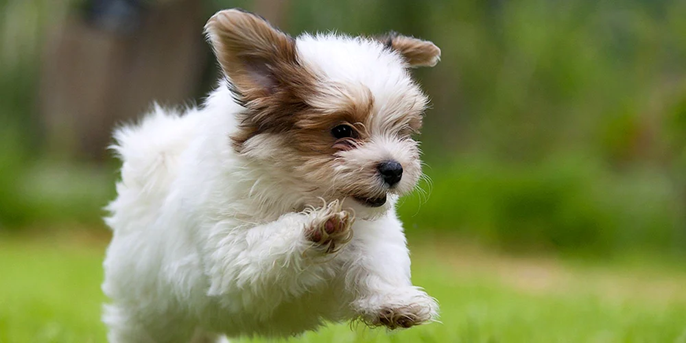 Gavan Bichon