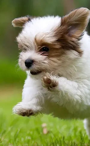 Havanna Bichon