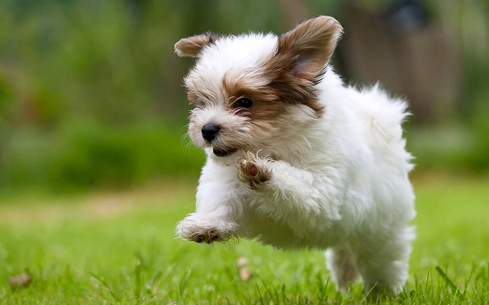Havanna Bichon