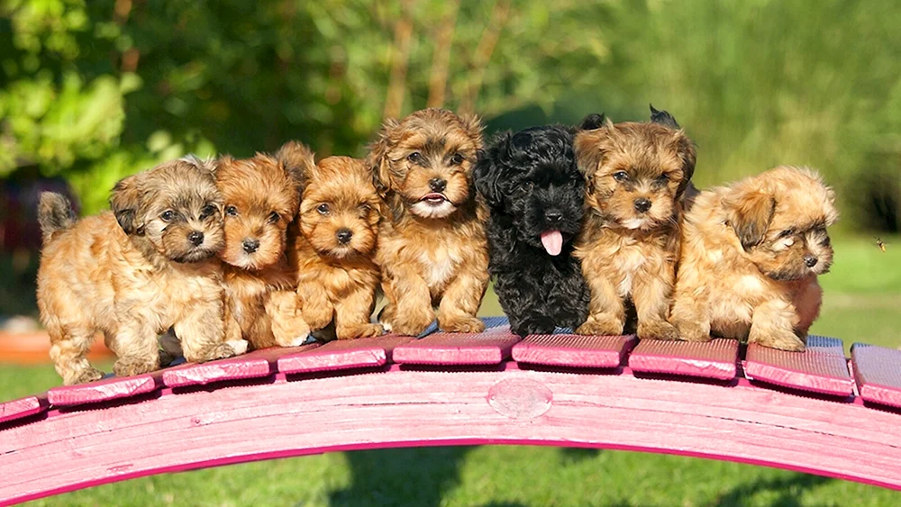 verschiedene Hunde