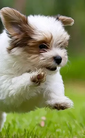 Havanna Bichon