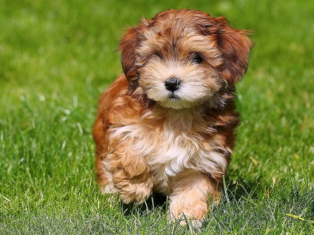Gavanian Bichon