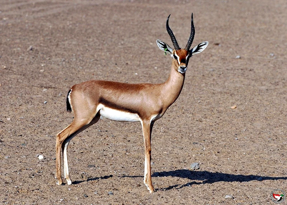 Mongolische Antilopengazelle