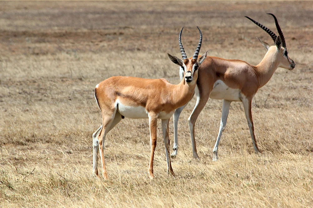 Antilopen Springbock