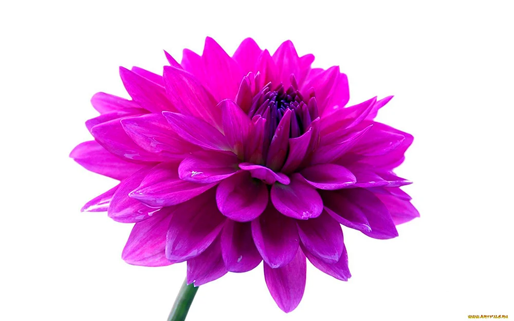 Chrysanthemum Resea
