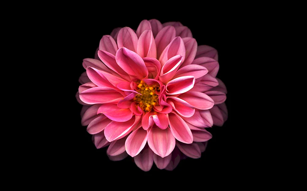 Fuchsia Dahlie