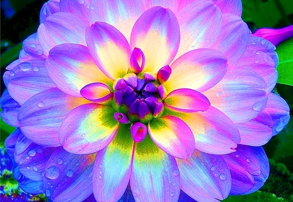 Georgine blue Dahlia