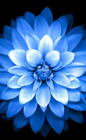 Lotus Dahlie