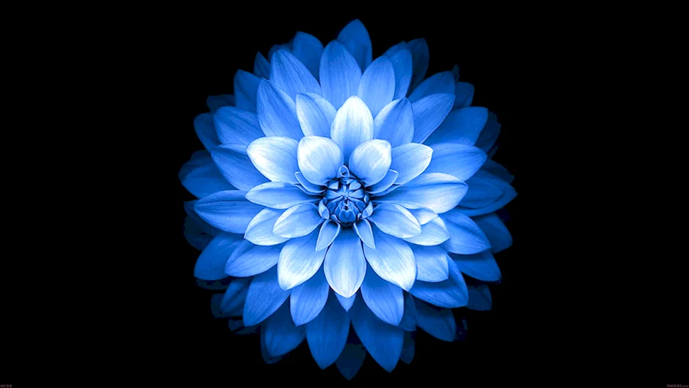 Lotus Dahlie