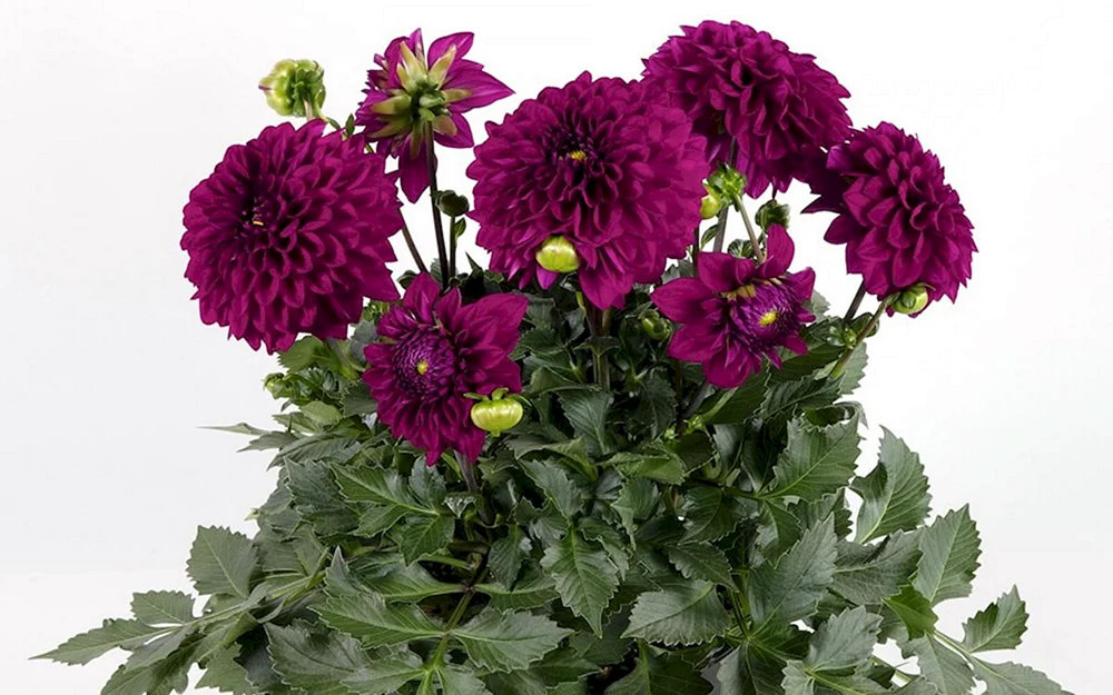 Astra Septemberstaude