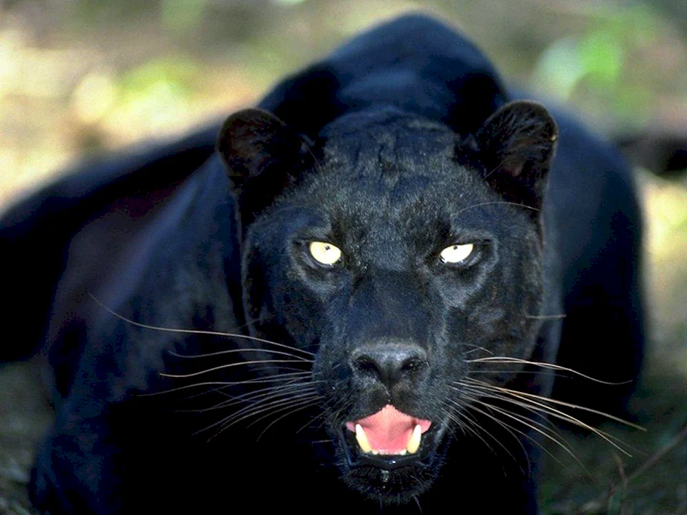 Leopard melanist