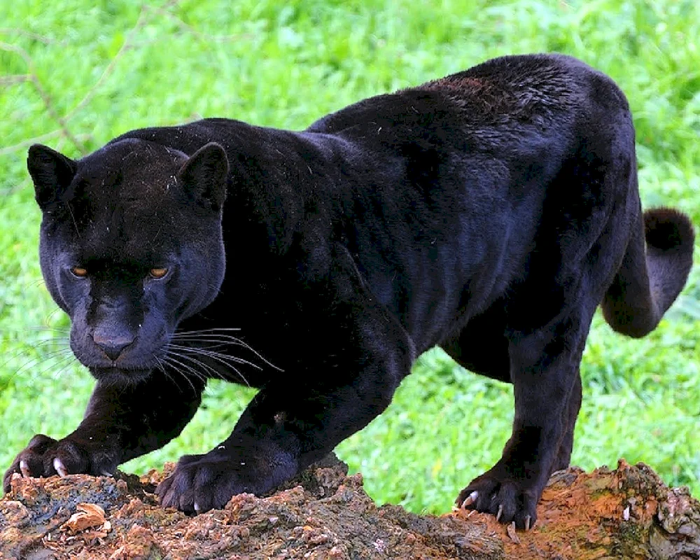 Hepard melanist