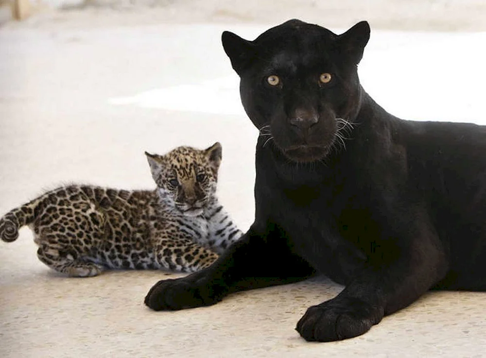 Panther ist ein schwarzer Leopard