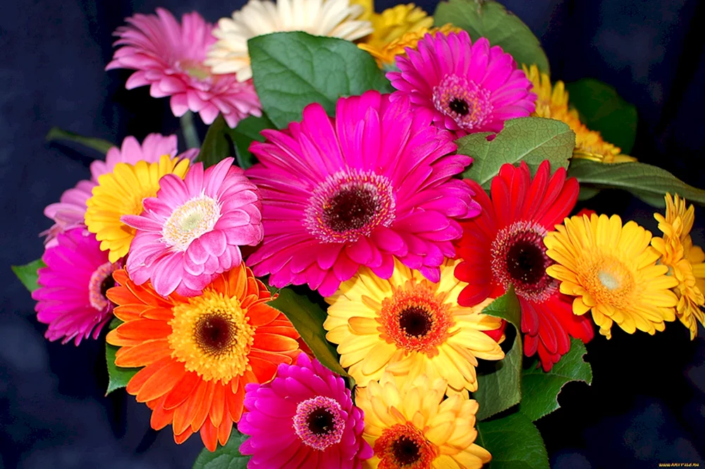 Gerbera und Lilien