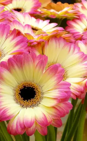 Gerbera Abyssinian