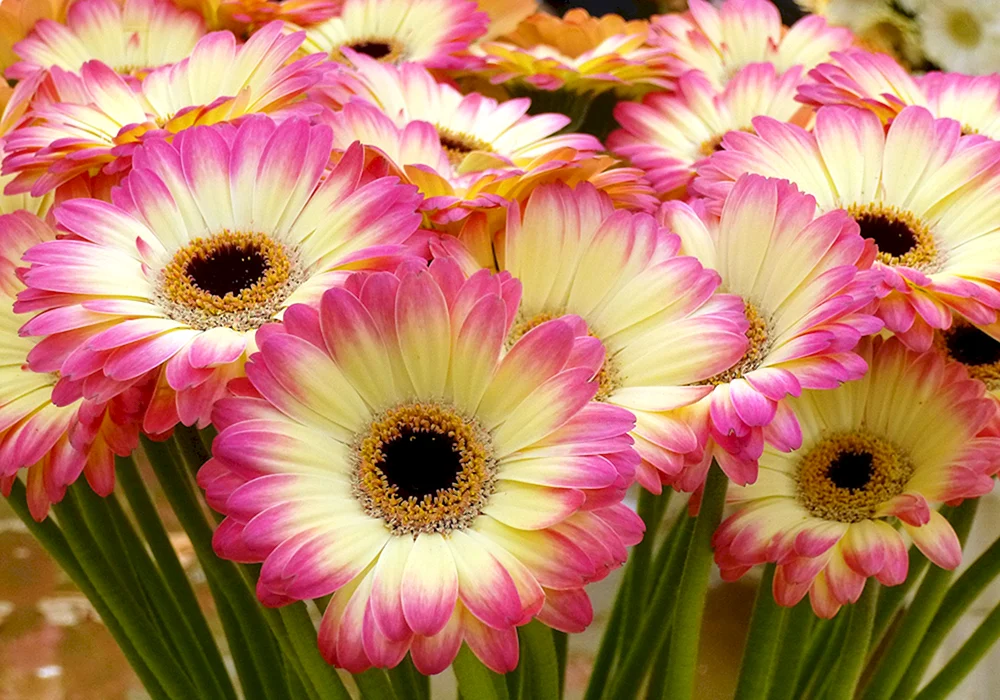 Ein schöner Blumenstrauß