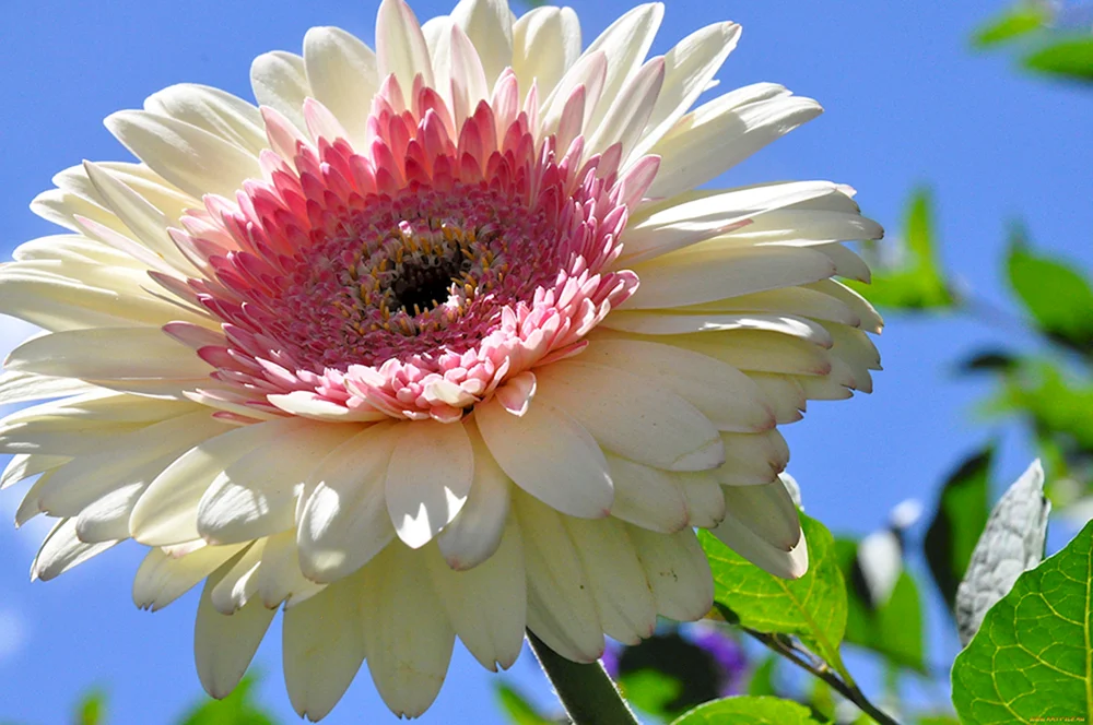 Gerbera Debüt