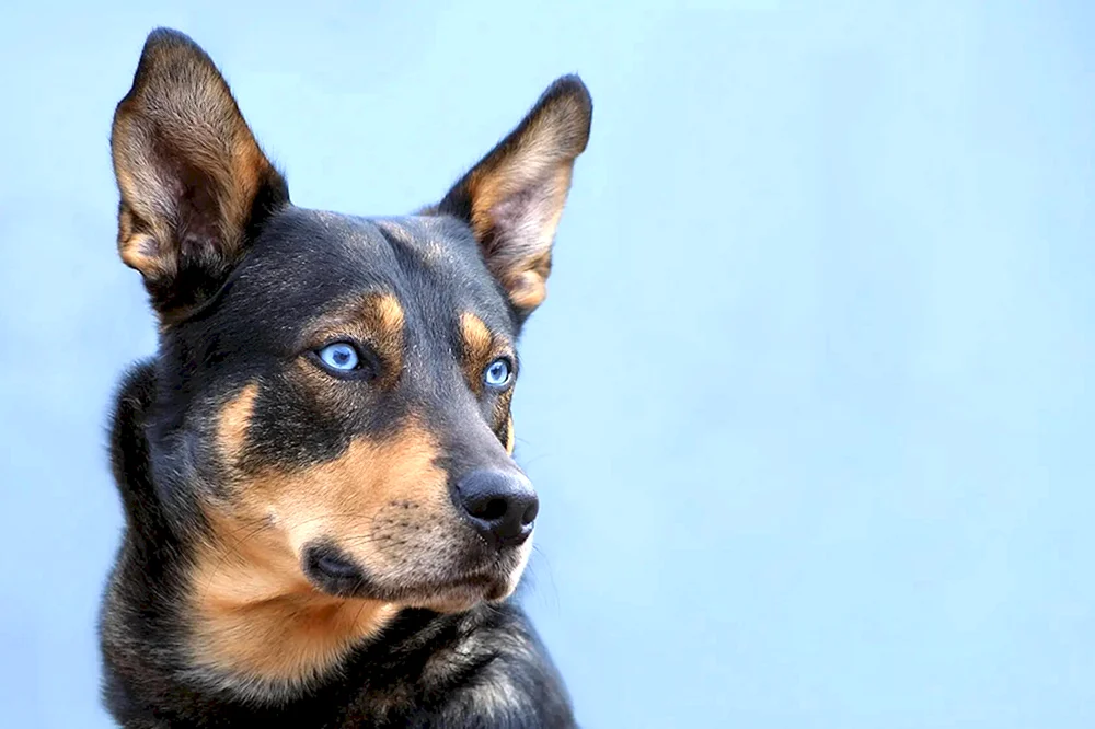Gerberian Shepsky