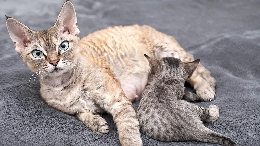 Cornish Rex Katze