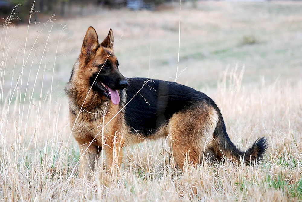 Deutscher Schäferhund Langhaar
