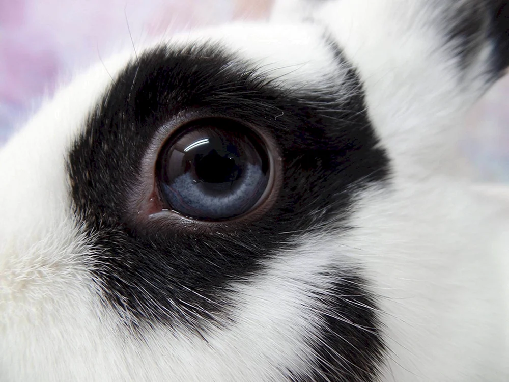 Heterochromie bei Kaninchenaugen